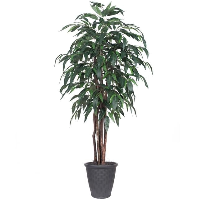 Container Mango Tree 72 x 32 x 32 in. Mango Executive Round Container Tree, Grey & Green - 6 ...