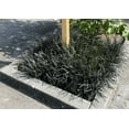 thumbnail image 1 of 75 Black Mondo Decorative Grass Plants Bareroots, 1 of 4