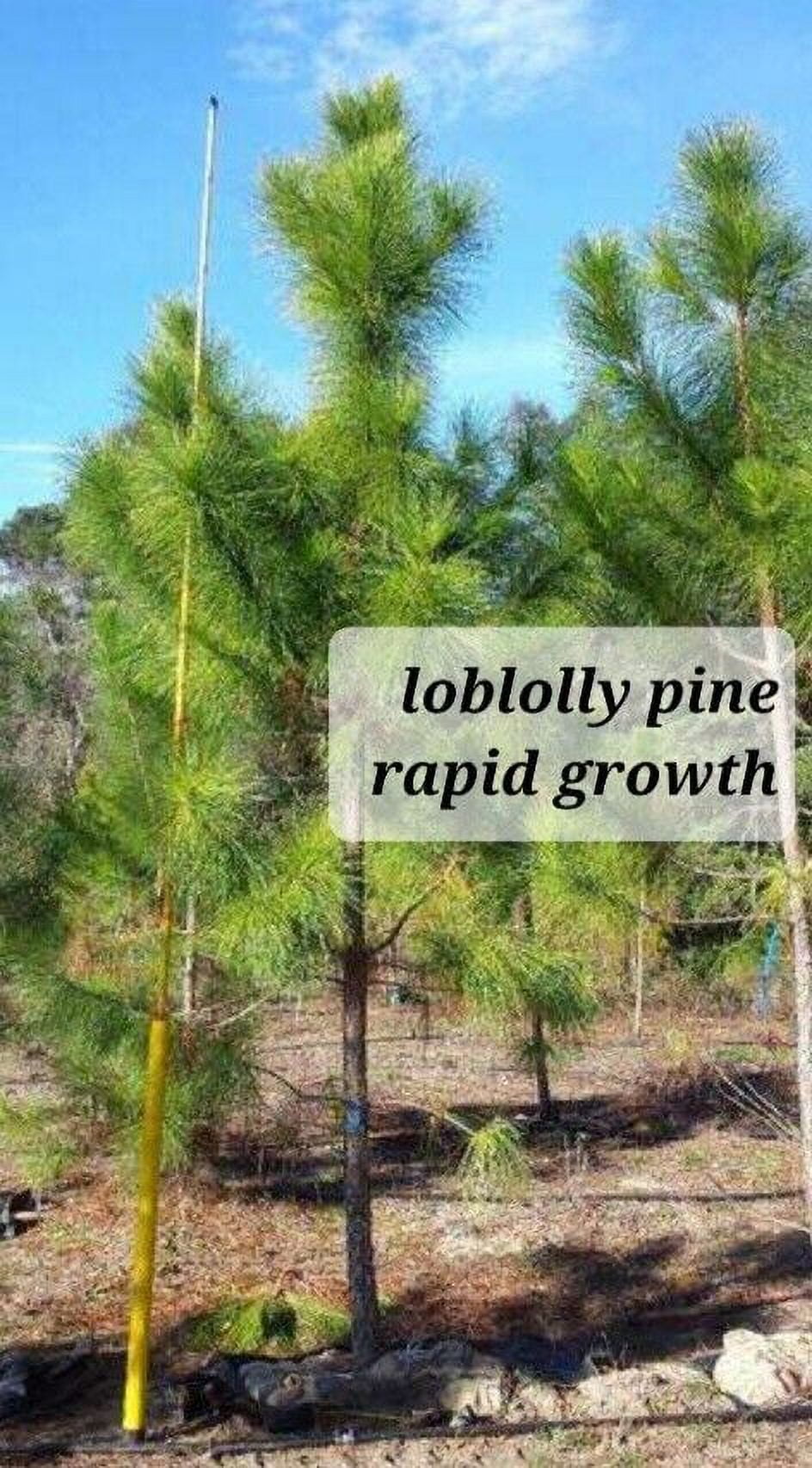 75 Loblolly Pine Tree Saplings 1020" Bareroot Fast Grow Rate + Grow