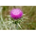thumbnail image 1 of 75 Milk Thistle Seeds - Organic - Silybum marianum - Culinary and Medicinal, 1 of 1
