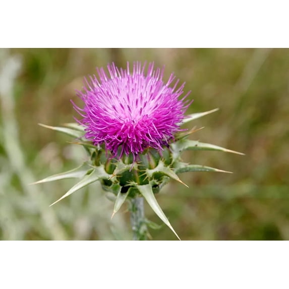 75 Milk Thistle Seeds - Organic - Silybum marianum - Culinary and Medicinal
