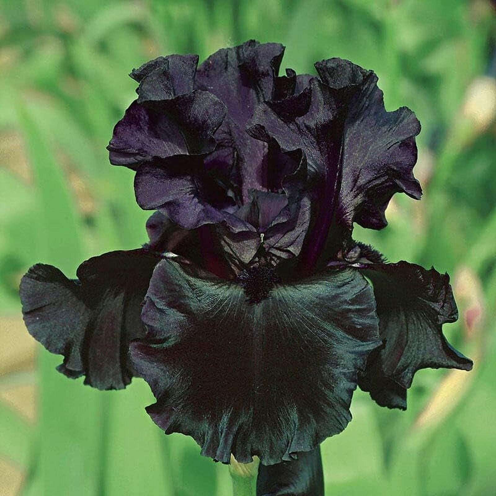 75+Perennial Black Magic Iris DHF10 Flower Seeds to Plant OutdoorIris