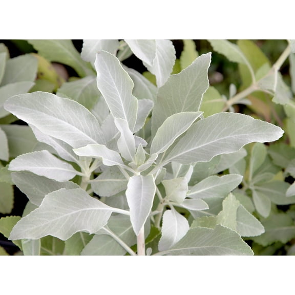 75 Sacred WHITE SAGE Salvia Apiana Shrub Silver Folliage Native Smudge Seeds