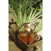 75 Seeds Giant Red BEET Mangelwurzel Mangel Mangold Wurzel Mammoth Long Beta Vulgaris Seeds