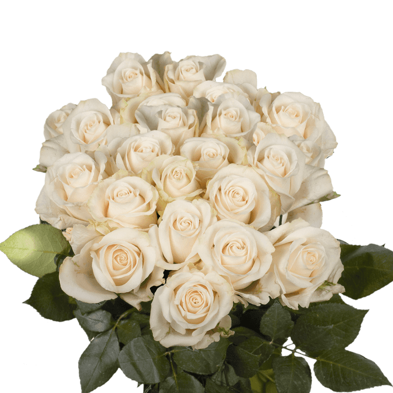 75 Stems of Ivory Roses- Beautiful Fresh Cut Flowers- Express Delivery