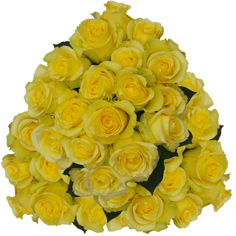 Water Roses Yellow HTV