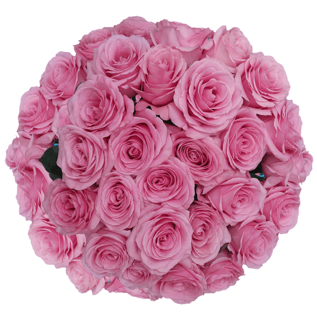 75 Stems of Pink Saga Roses Fresh Flower Delivery