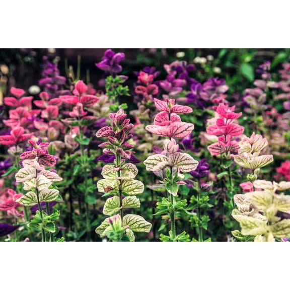 75 TRICOLOR CLARY SAGE Mix Blue Pink White Salvia Viridis Horminum Herb Flower Seeds