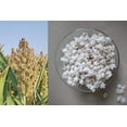 thumbnail image 1 of 75 WHITE POPPING SORGHUM Bicolor Snack Vegetable Flour Grain Seeds, 1 of 11