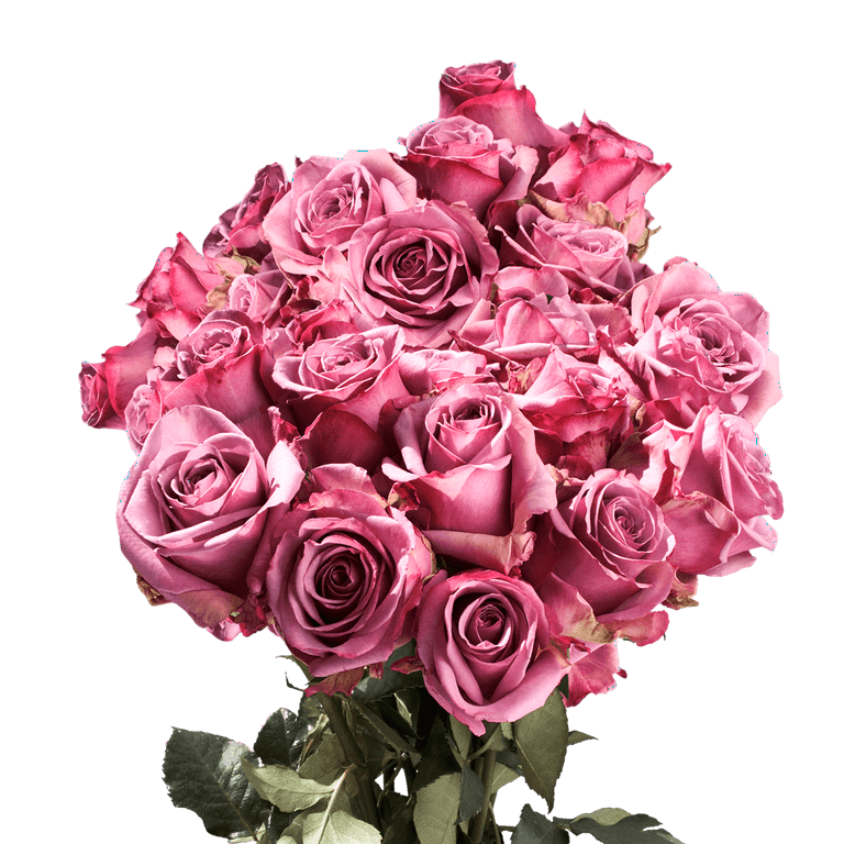 One Dozen Hot Pink Roses- Fresh Flower Delivery
