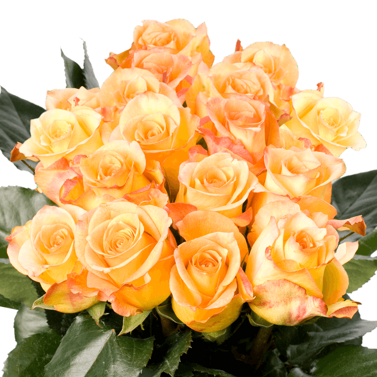 75 X Long Stems of Yellow With Red Tips Latin Beauty Roses- Beautiful Fresh  Cut Flowers- Express Delivery 