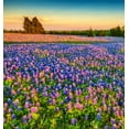 750+ Blue Lupinus Texas Wildflower Seeds for Planting Home