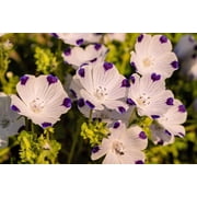 750 FIVE SPOT Nemophila Maculata White & Purple Flower Seeds
