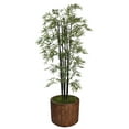 thumbnail image 1 of 77 in. Bamboo Tree with Planter, 1 of 6