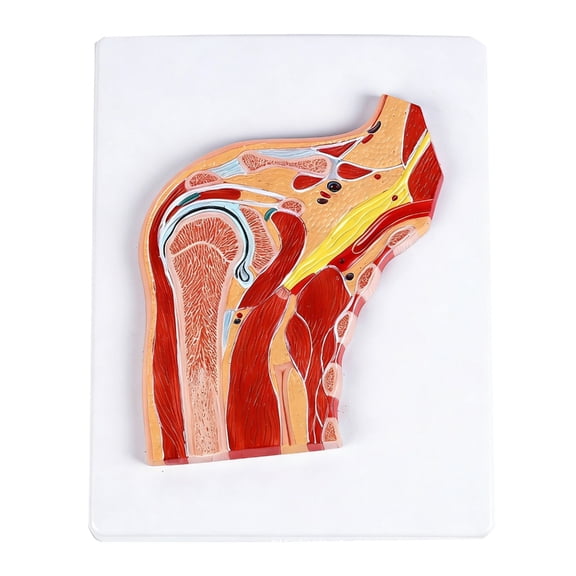 7829 Anatomical Shoulder Joint Model With Muscles Ligaments For Clinical Training