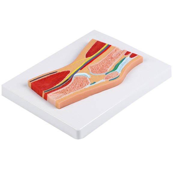 7829 PVC Knee Joint Anatomy Model For Clinical Training Patient Communication