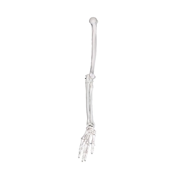 7829 Strong PVC Upper Limb Skeleton Model Featuring Flexible Joints for Learning