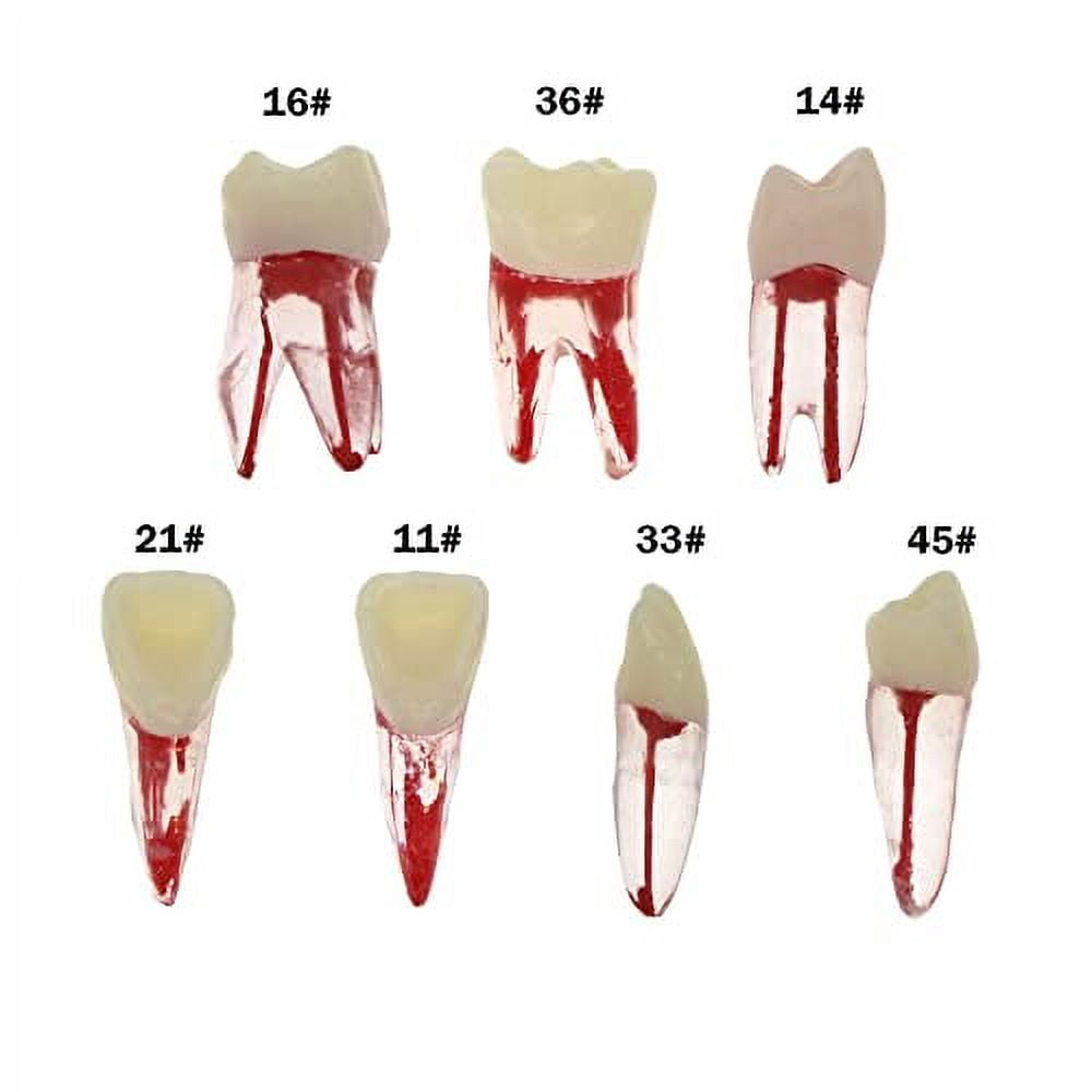 Endo Tooth Model 7Pcs Dental Endodontic Root Canal RCT Practice Endo Teeth Tooth Model ...