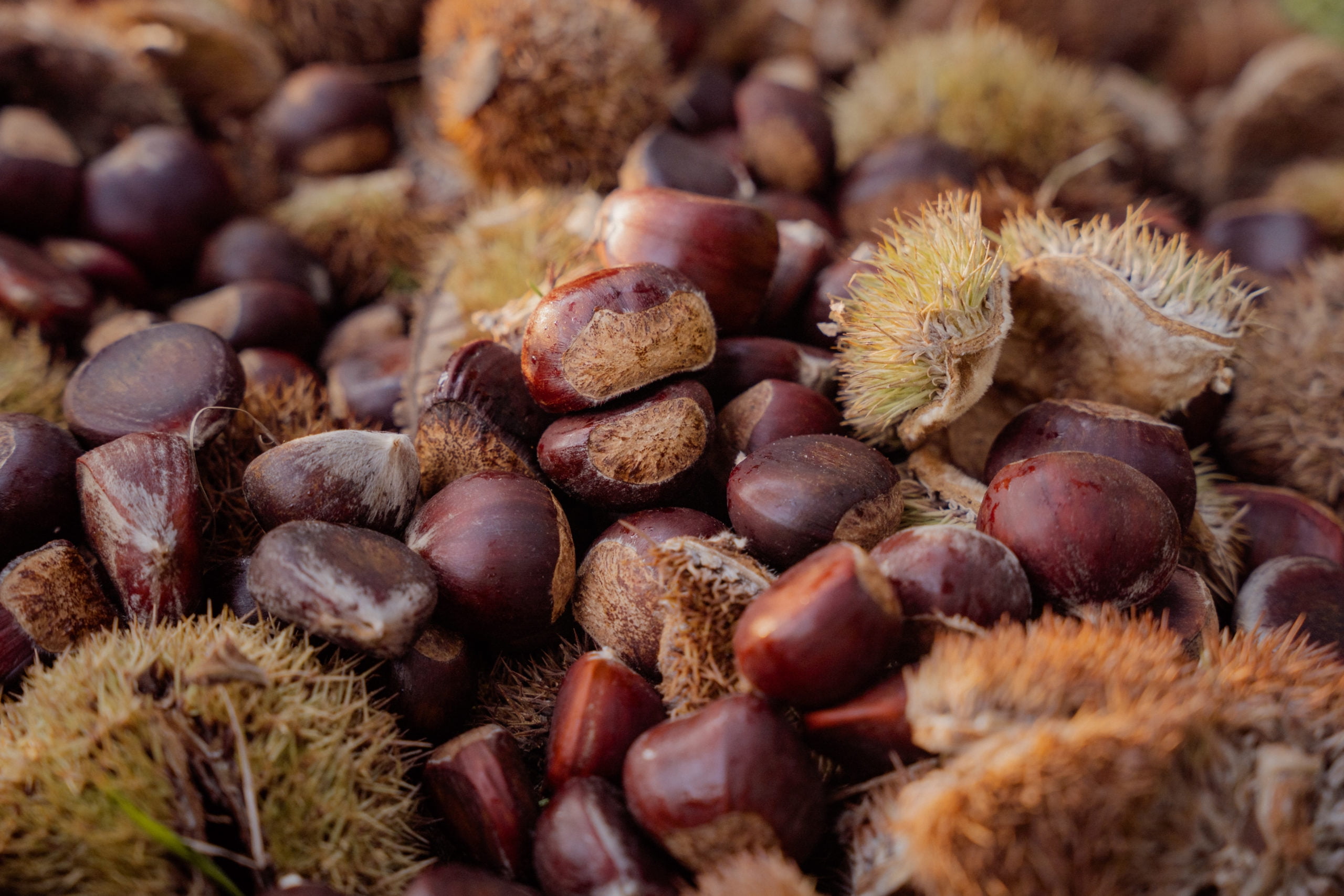 7g Dunstan Chestnut Wildlife