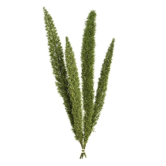8-10 in. Green Foxtail Fern Stems