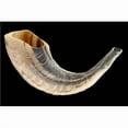 thumbnail image 1 of 8-10 in. Rams Horn Mini Shofar, 1 of 1