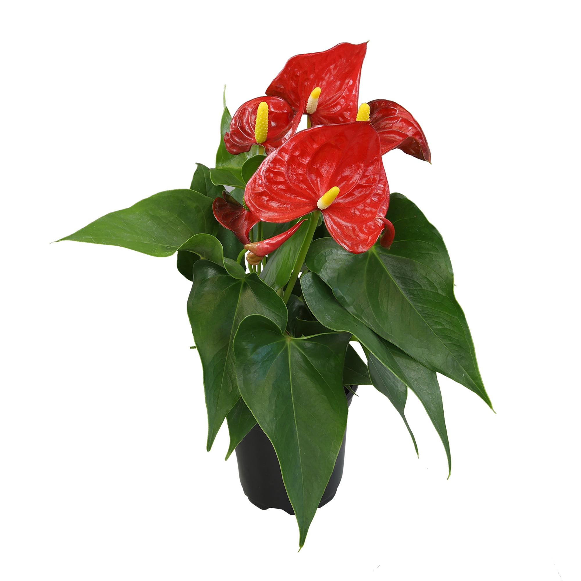Large Red Anthurium in Black Grower Pot