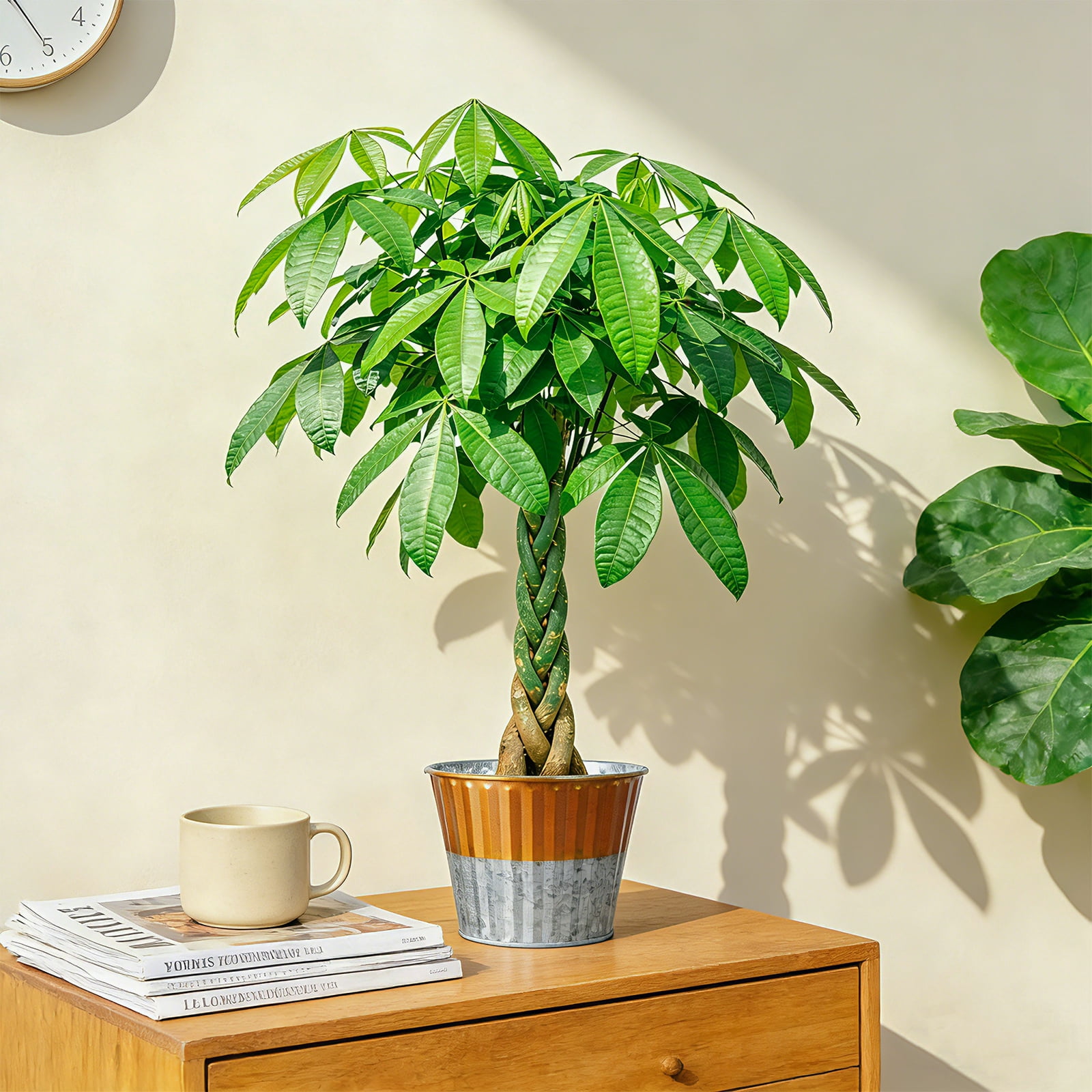 baby painted lady philodendron Philodendron 'Painted Lady' – Foliage Factory main image 1
