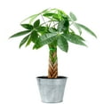 thumbnail image 1 of 8“-12" Tall Pachira Braided Money Tree, Live Plants Easy to Grow Houseplant, Indoor Bonsai, 1 of 5
