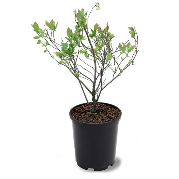 Expert Gardener 12-18 in. tall Homegrown Rabbiteye Blueberry Live Shrub in 1-Gallon Grower Pot