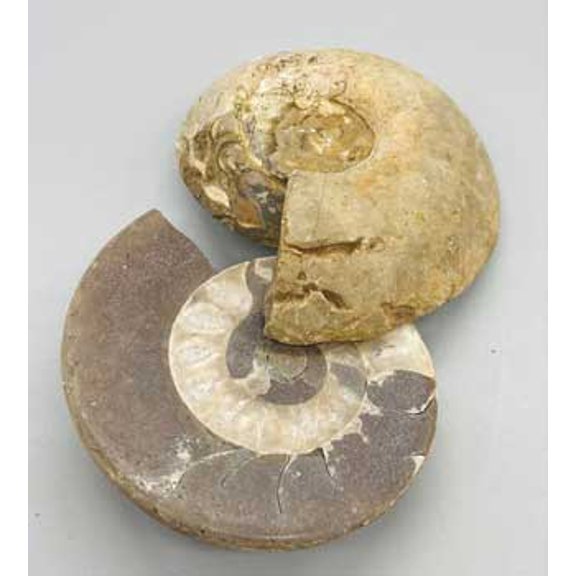 .8-2# Ammonite Fossil pair