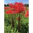 thumbnail image 1 of 8 Bareroot Red Surprise Lily/ Resurrection Lily/ Naked Lady/ August Lily/ Lycoris Raidanti/ Red Spider Lily, 1 of 7