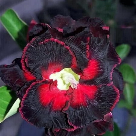 8 Black Lover Desert Rose Seeds – Adenium Obesum Exotic Flowering Succulent Seeds – Stunning Blooms & Hardy Perennial