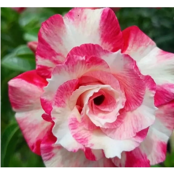 4 Peppermint Candy Desert Rose Seeds Adenium Obesum Exotic Flowering Succulent Seeds Stunning Blooms & Hardy Perennial