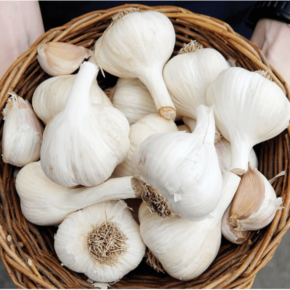 8 Bulbs German Garlic for Planting, Heirloom Garlic Bulbs for Planting Home Vegetable Garden