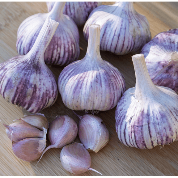 8 Bulbs Purple Italian Garlic for Planting, Heirloom Garlic Bulbs for Planting Home Vegetable Garden