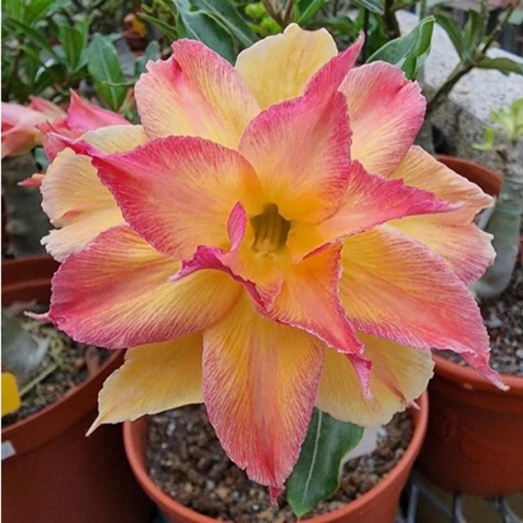8 Carnival Desert Rose Seeds – Adenium Obesum Exotic Flowering ...