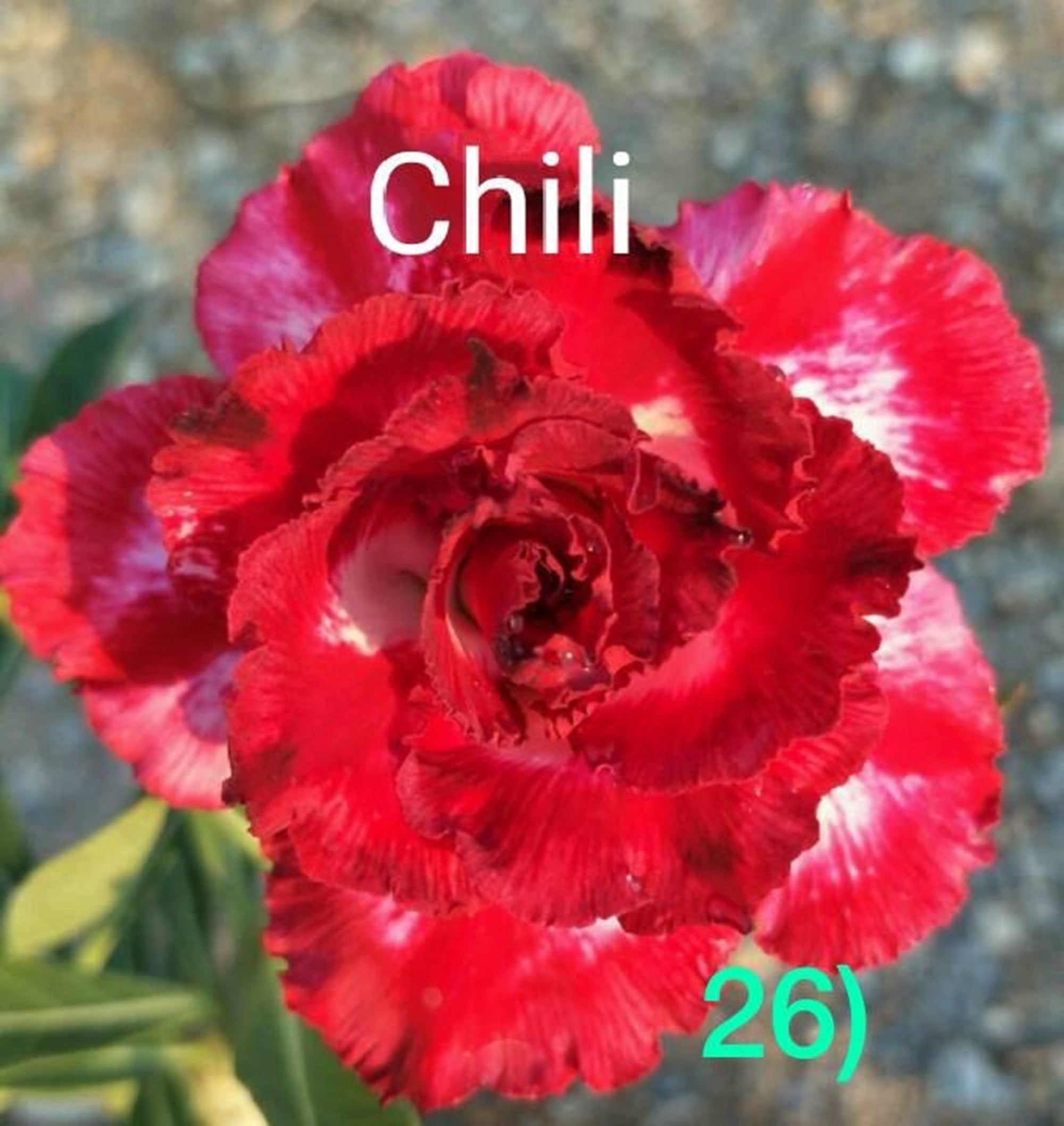8 Chili Desert Rose Seeds – Adenium Obesum Exotic Flowering Succulent ...
