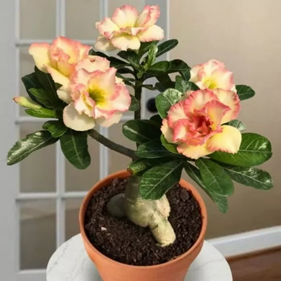 4 Cotton Candy Desert Rose Seeds Adenium Obesum Flower Perennial Flowers Exotic 566