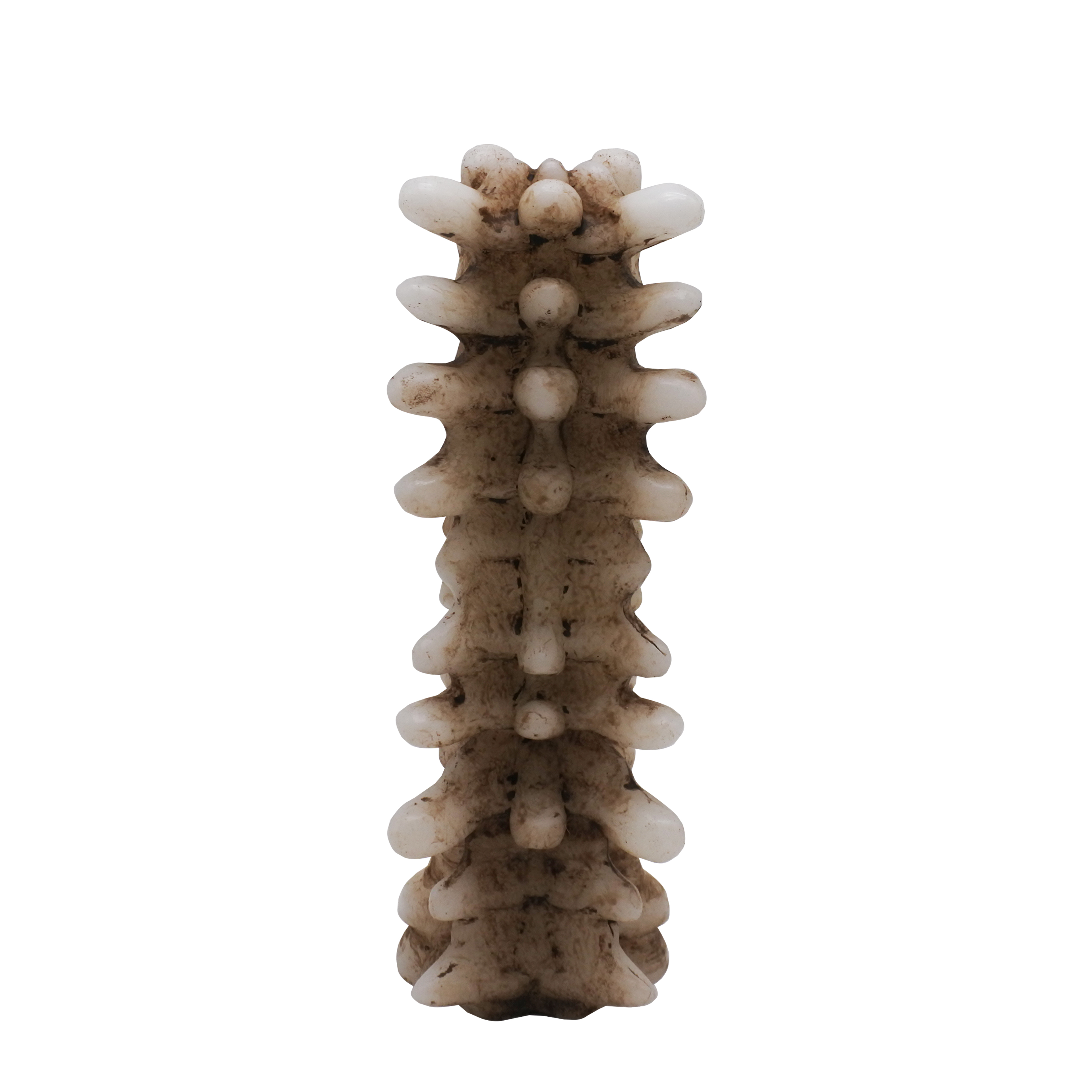 8" Cream Spine-Shaped Candle by Ashland-Halloween Dcor for the Home