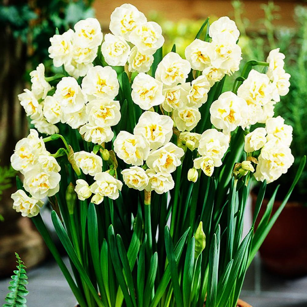8 Daffodil Bulbs, Daffodil Bulbs for Planting, Daffodil Bulbs Bulk