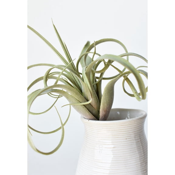 8" Faux Green/Gray Tillandsia Succulent Pick