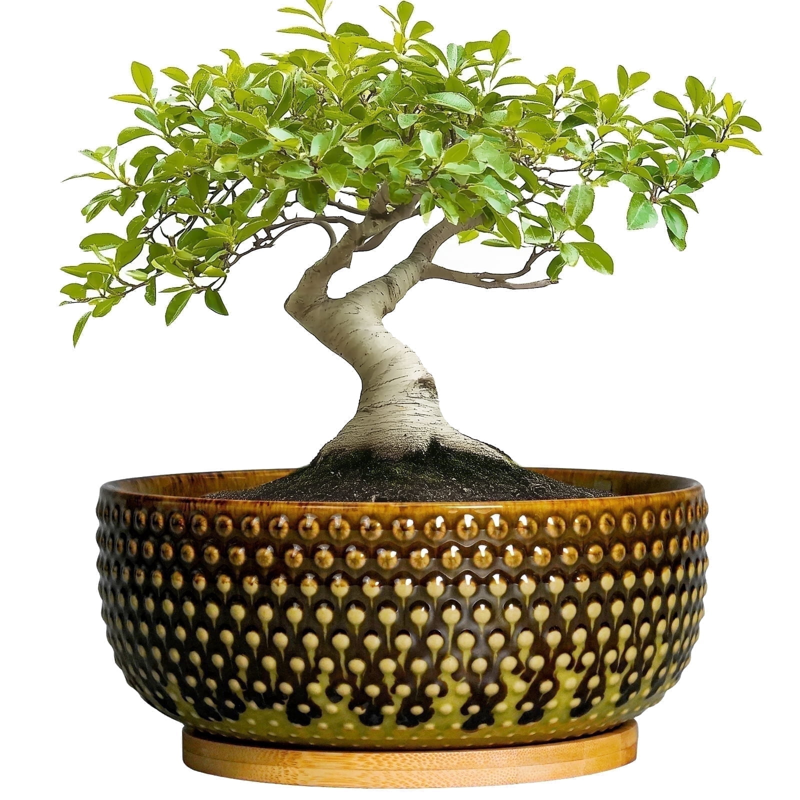 EPFamily 8 inch Brown-Green Succulent Planter Bowl with Drainage & Bamboo Saucer,Modern Ceramic Shallow Pots for Bonsai Trees, Cacti, Indoor Plants