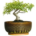 thumbnail image 1 of 8 inch Succulent Planter Bowl Modern Ceramic Pot with Drainage & Bamboo Saucer Shallow Pots for Bonsai Trees Cacti Brown-Green, 1 of 9