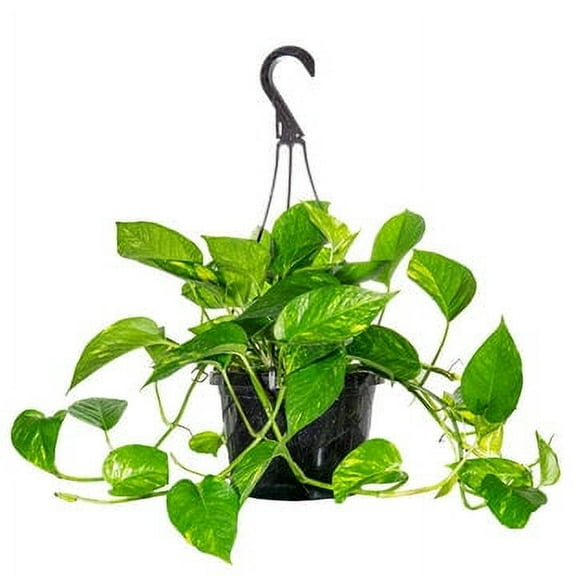8 Inch Golden Pathos In Hanging Basket - Trailing Vines - Low Maintenance