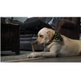 thumbnail image 1 of 8 Inch Larger Wood Scented Femur Dog Bone Shaped Dental Health Chew Gentle Tummy (1 Femur Bone), 1 of 10