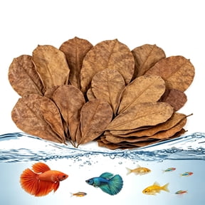 8 Inch Natural Dried Catappa Leaves 50 Count, Large Indian Almond Leaves for Freshwater Aquarium, Water Treatment Leaves for Betta, Tetra, Shrimp, Aquarium Habitat Decoration