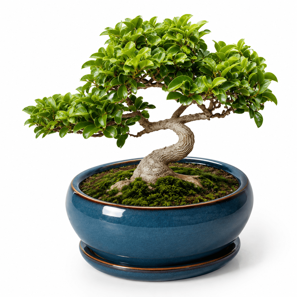 8 Inch Retro Blue Ceramic Plant Pot with Drainage and Saucer for Indoor ...