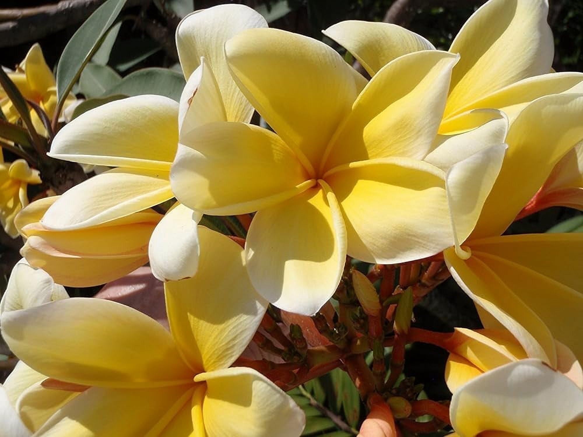 Yellow Plumeria  8  inch Live Plants, Cutting, Full Sun