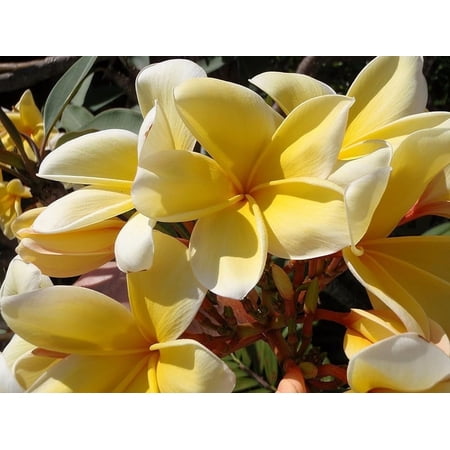 Yellow Plumeria 8 inch Live Plants, Cutting, Full Sun