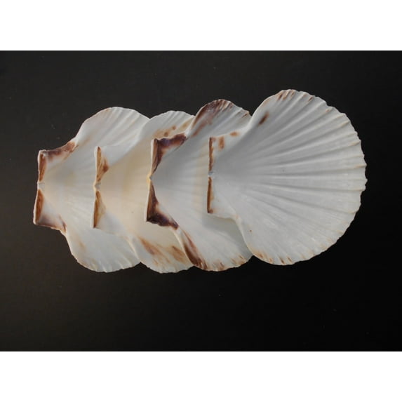 8 Large Real Irish Baking Scallop Shells (4 - 4 3/8") Restaurant Quality Beach Dining Decoupage